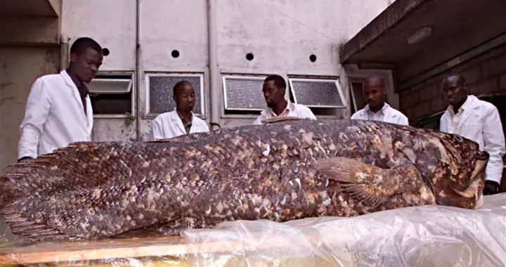 Peixe surpreende cientistas